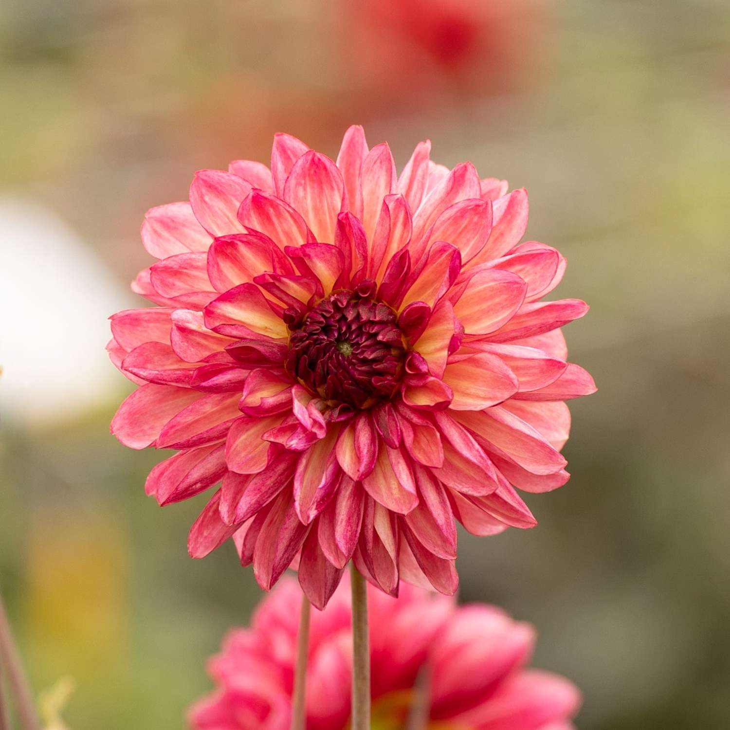 Dahlia 'Bacardi'